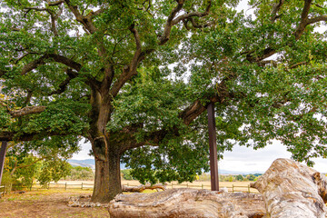 A large, old oak tree in the heart of Tuscany, showcasing twisted branches and vibrant green leaves. A serene, pastoral setting perfect for nature enthusiasts and landscape lovers