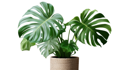 Monstera in a pot isolated on PNG file with transparent background