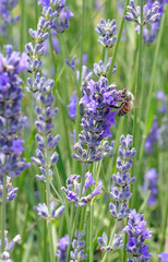 bee sucking nectar from the lavender flower in the field in spring to produce great organic honey