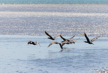 Cormorants "Phalacrocorax carbo", a group or gulp of birds, flying low over sea water along beach. North Bull Island, Dublin, Ireland