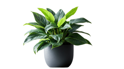 Brown earthen flower pot with green plant isolated on white background. PNG file with transparent background