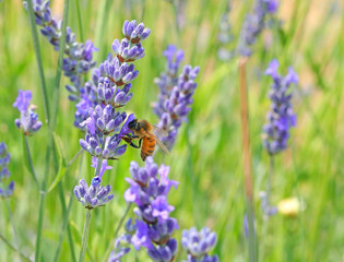 worker bee sucking nectar from lavender flower in field in spring to produce honey