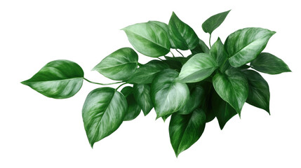 Obraz premium Plant in pot. Green plant isolated on white background. PNG file with transparent background also available. Cutout foliage in a stone plant pot.