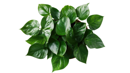 Plant in pot. Green plant isolated on white background. PNG file with transparent background also available. Cutout foliage in a stone plant pot.
