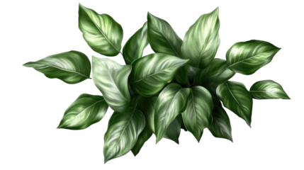 Plant in pot. Green plant isolated on white background. PNG file with transparent background also available. Cutout foliage in a stone plant pot.