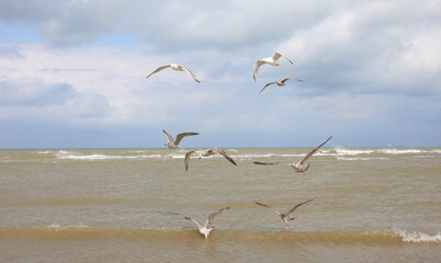 many large seagulls  flying over the sea In search of food and small fish