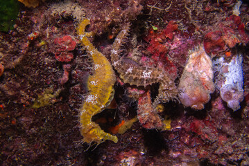 Dos curiosos ejemplares de Hippocampus gluttulatus durante el cortejo para su posterior embarazo en el Mediterráneo occidental.  © Marc Casas