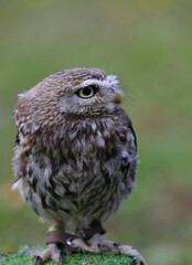owl typical nocturnal bird of prey with dark gray and brown plumage