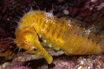 Caballito de Mar (Hippocampus gluttulatus) en las aguas del Mediterráneo.