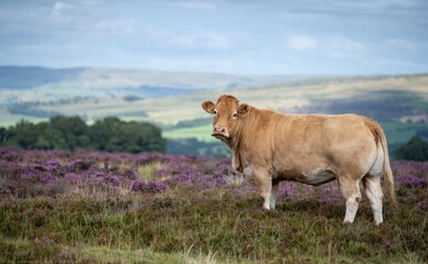 cows in heather