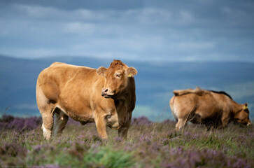 cows in heather