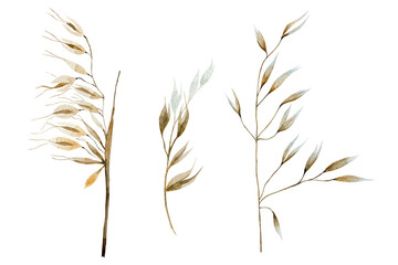 Collection of dry herbs. Delicate, fragile dry plants watercolor illustration.