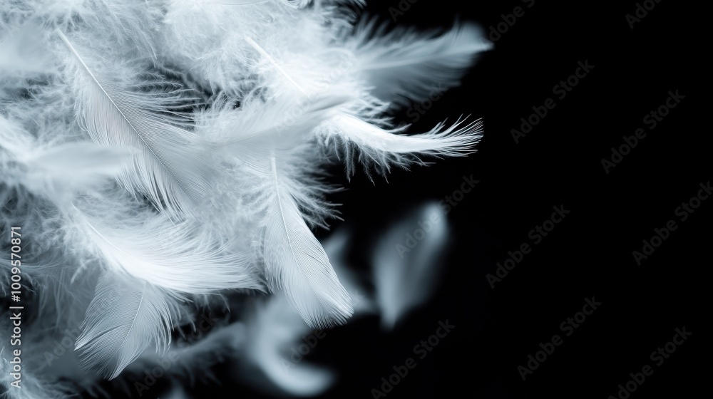 Poster a collection of ethereal white feathers lightly resting against a deep black background, illustratin