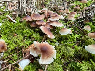mushrooms in the forest