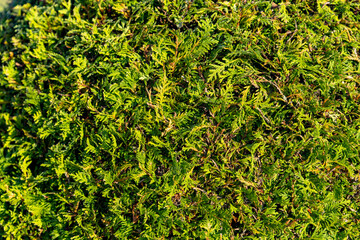 Close-up of a coniferous bush. The needles are a vibrant shade of green, with some hinting at a slight yellow hue. They are densely packed, creating a textured and lush surface.