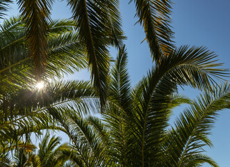coconut tree with blue sky 