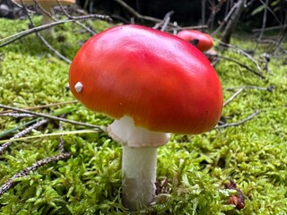 red boletus