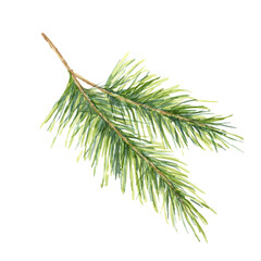 Fototapeta premium Green spruce branch with detailed needles. Hand drawn isolated Watercolor illustration for festive product packaging, Christmas decorations, holiday invitations, or winter nature-themed craft projects