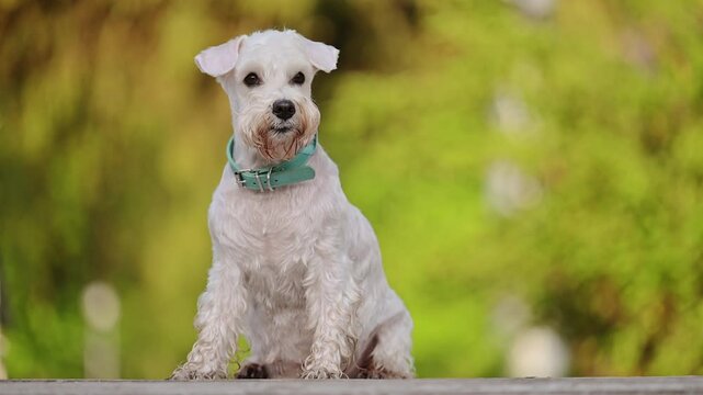 Miniature white Schnauzer dog sitting in the park, 4k footage.