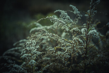 painting with partial sharpness on a wild plant. Close-up and dark background