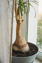 View of the trunk of a bokarney tree, or nolina close-up on the texture