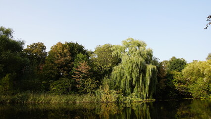 trees on the lake