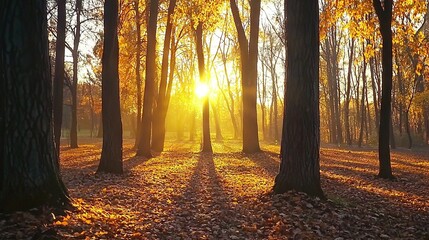 Fototapeta premium A forest is lit by the sun as leaves fall from tree branches and cover the ground with fallen foliage