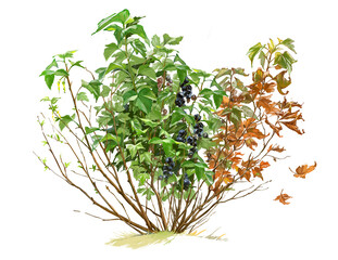 Digital illustration of a currant bush 4 seasons on a transparent background