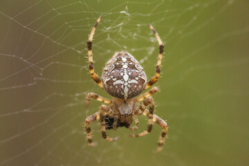 spider on the web