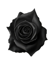 white rose isolated on black