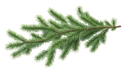 christmas tree branch