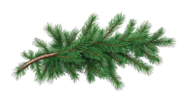 christmas tree branch