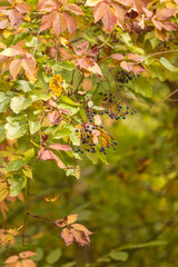 autumn leaves on a tree
