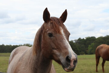 Fototapeta premium horse in the field