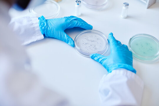 Top view of unrecognizable biochemist hands in blue gloves culturing bacteria in petri dish while developing new pharmaceuticals in laboratory of manufacturing company, copy space