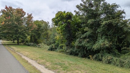 woods and meadow