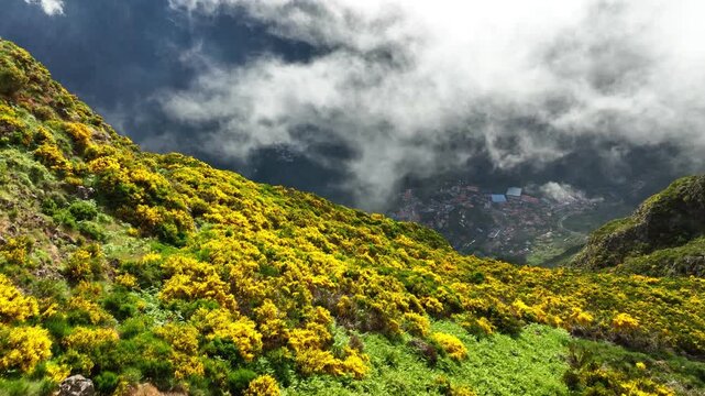 Aerial drone view of Curral das Freiras village from Miradouros do Paredao with blooming yellow Cytisus shrubs, Madeira island, Portugal. Push in approach dolly move