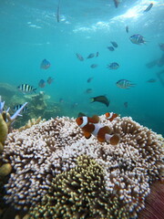 capturing clown fish with an anemon on the sea