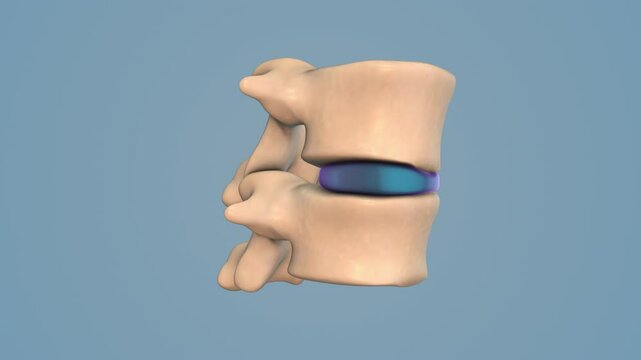 Invertebral Disc Function and Spinal Support Mechanism
