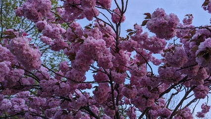 tree in bloom