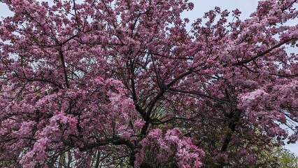 pink blossom
