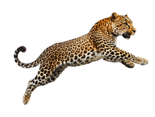 a leopard jumping in the air