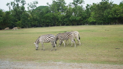 zebra in the wild