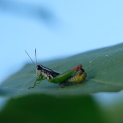 Insecto