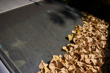 An Abandoned Car That Is Now Covered in Dust and Leaves, Showcasing Its Forgotten History