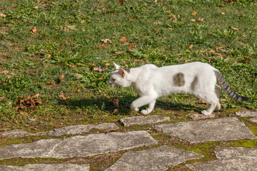 Fototapeta premium A white cat with black spots is walking in the park.