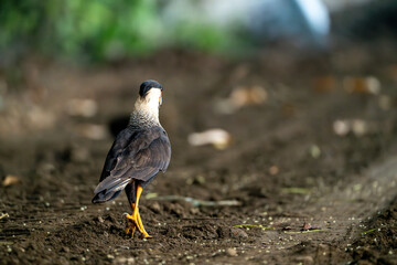 crested caracara on the ground looking for food
