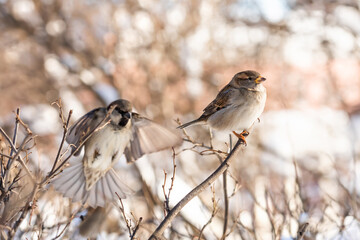 A female sparrow sits on the tip of a bush branch, a male bird flies up to her. Selective focus, shallow depth of field. Passer domesticus. Male and female birds