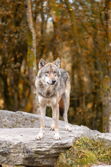   Adult Grey Wolf Canis Lupus in the autumn forest natural habitat environment, Wild Ireland