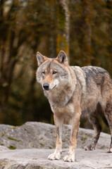 Naklejka premium Adult Grey Wolf Canis Lupus in the autumn forest natural habitat environment, Wild Ireland